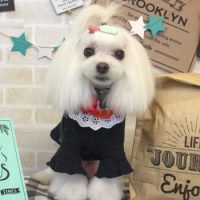 【本店】2017年11月6日のワンちゃん達♪