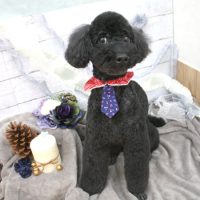 【池下店】2017年11月11日のワンちゃん達♪