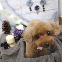 【池下店】2017年11月12日のワンちゃん達♪