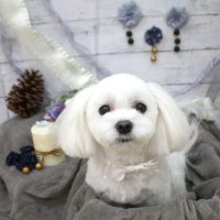 【池下店】2017年11月13日のワンちゃん達♪