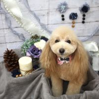 【池下店】2017年11月17日のワンちゃん達♪