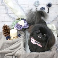 【池下店】2017年11月18日のワンちゃん達♪