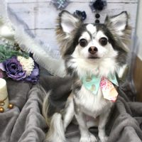 【池下店】2017年11月19日のワンちゃん達♪