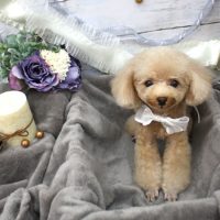 【池下店】2017年11月20日のワンちゃん達♪