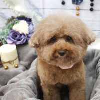 【池下店】2017年11月22日のワンちゃん達♪