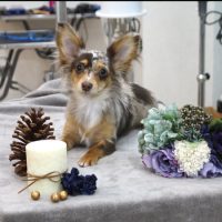 【池下店】2017年11月23日のワンちゃん達♪