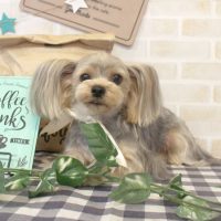 【本店】2017年11月11日のワンちゃん達♪