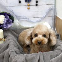 【池下店】2017年11月24日のワンちゃん達♪