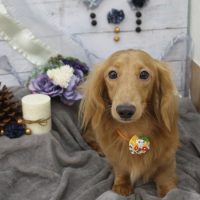 【池下店】2017年11月25日のワンちゃん達♪