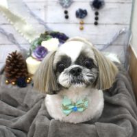 【池下店】2017年11月26日のワンちゃん達♪