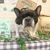 【本店】2017年11月12日のワンちゃん達♪