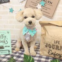 【本店】2017年11月13日のワンちゃん達♪