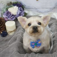 【池下店】2017年11月30日のワンちゃん達♪