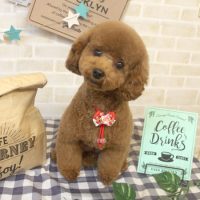 【本店】2017年11月16日のワンちゃん達♪