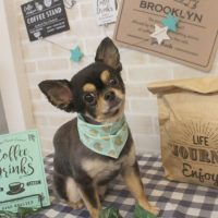 【本店】2017年11月17日のワンちゃん達♪