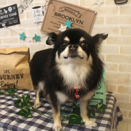 【本店】2017年11月18日のワンちゃん達♪