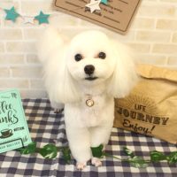 【本店】2017年11月19日のワンちゃん達♪