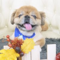 【山手店】2017年11月2日のワンちゃん達♪