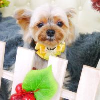 【山手店】2017年11月4日のワンちゃん達♪