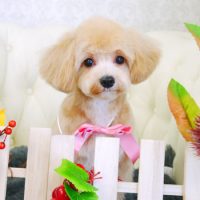 【山手店】2017年11月5日のワンちゃん達♪