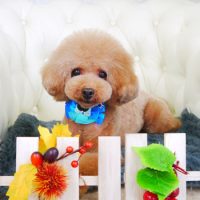 【山手店】2017年11月8日のワンちゃん達♪