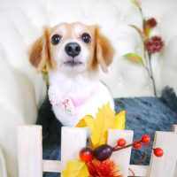 【山手店】2017年11月9日のワンちゃん達♪