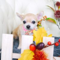 【山手店】2017年11月10日のワンちゃん達♪