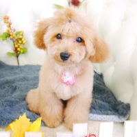 【山手店】2017年11月12日のワンちゃん達♪