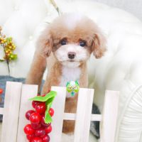 【山手店】2017年11月13日のワンちゃん達♪