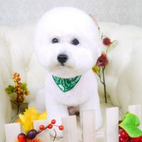 【山手店】2017年11月16日のワンちゃん達♪