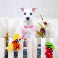 【山手店】2017年11月17日のワンちゃん達♪