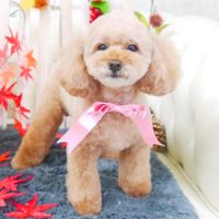 【山手店】2017年11月18日のワンちゃん達♪