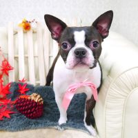 【山手店】2017年11月19日のワンちゃん達♪