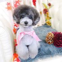 【山手店】2017年11月22日のワンちゃん達♪