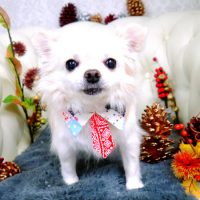 【山手店】2017年11月23日のワンちゃん達♪