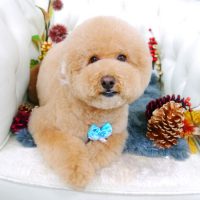 【山手店】2017年11月24日のワンちゃん達♪