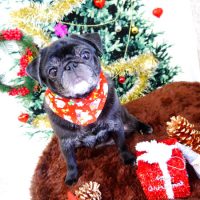 【山手店】2017年11月25日のワンちゃん達♪