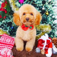 【山手店】2017年11月26日のワンちゃん達♪