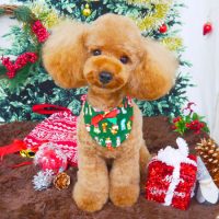 【山手店】2017年11月27日のワンちゃん達♪