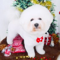 【山手店】2017年11月30日のワンちゃん達♪