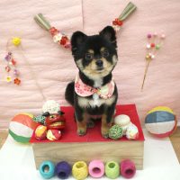 【池下店】2017年12月27日のワンちゃん達♪