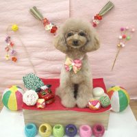 【池下店】2017年12月29日のワンちゃん達♪