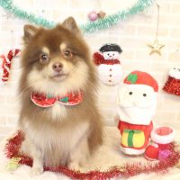 【本店】2017年12月1日のワンちゃん達♪　