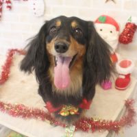 【本店】2017年12月2日のワンちゃん達♪