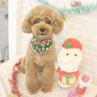 【本店】2017年12月3日のワンちゃん達♪