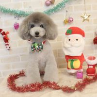 【本店】2017年12月4日のワンちゃん達♪