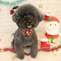 【本店】2017年12月6日のワンちゃん達♪