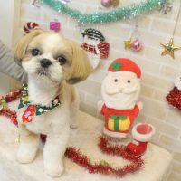 【本店】2017年12月7日のワンちゃん達♪