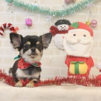 【本店】2017年12月8日のワンちゃん達♪