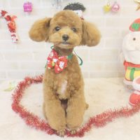 【本店】2017年12月9日のワンちゃん達♪